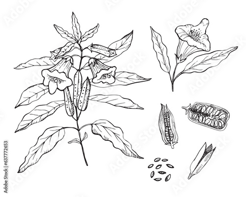 Sesame plant drawing on isolated white background. Hand drawn flower, branch, sesame seeds, herbaceous plant vector illustration, cooking ingredient, healthy food. For print, paper, label, template