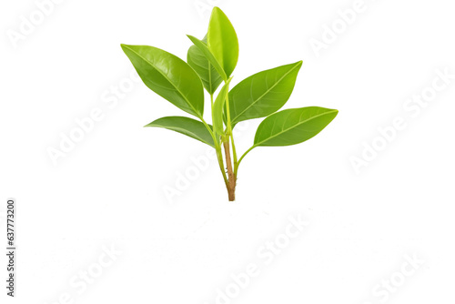 Young Green Plant in Soil Isolated on Transparent Background - Generative AI