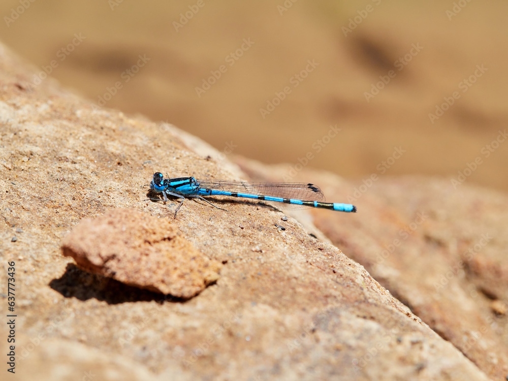 Common Blue Damselfly. Enallagma cyathigerum Common Blue Damselfly. Enallagma cyathigerum
