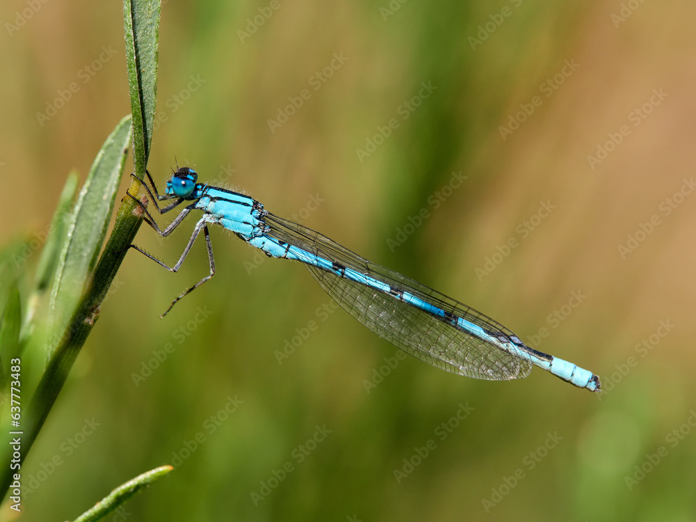Common Blue Damselfly. Enallagma cyathigerum Common Blue Damselfly. Enallagma cyathigerum