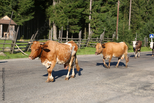 cows go home after grazing , Carpathians, Ukraine