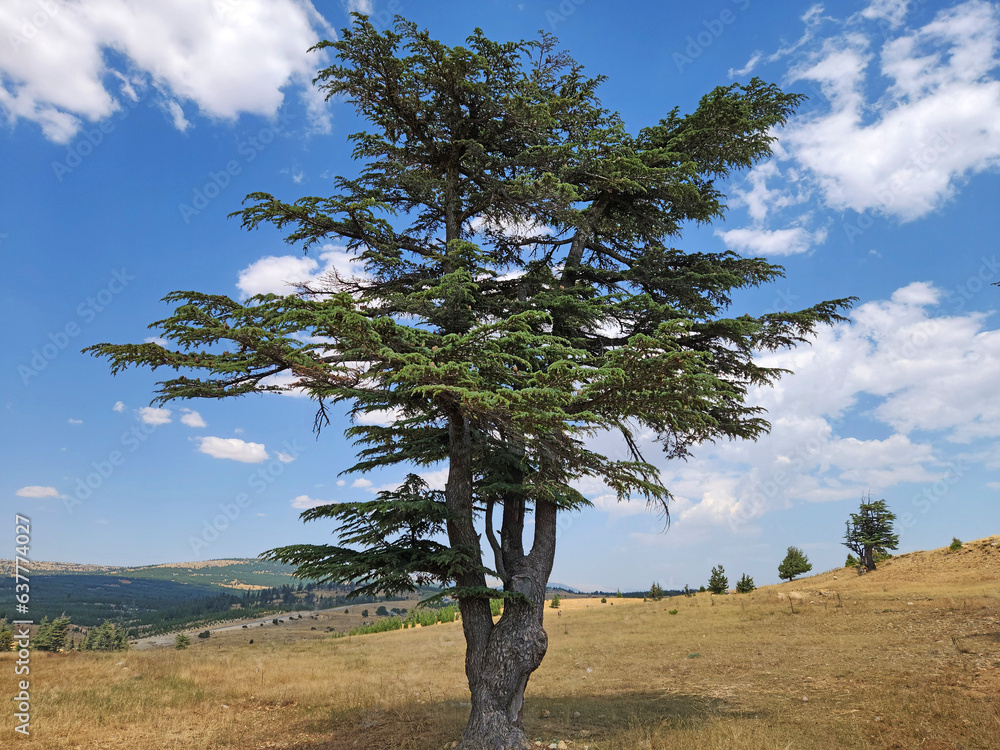 An alone tree of the Taurus cedar (Cedrus libani) and grazing goats on