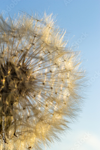 Delicate fluffy afterflowers of dandelions in the meadows on sunny spring days