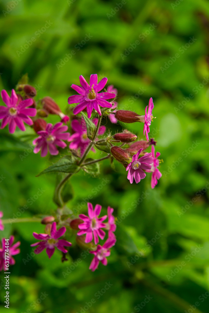 Silene dioica Melandrium rubrum, known as red campion and red catchfly, is a herbaceous flowering plant in the family Caryophyllaceae. Red campion Silene dioica Melandrium rubrum, known as red campion and red catchfly, is a herbaceous flowering plant in the family Caryophyllaceae. Red campion
