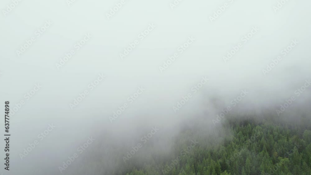Ascending through thick fog revealing dense woodland Ascending through thick fog revealing dense woodland
