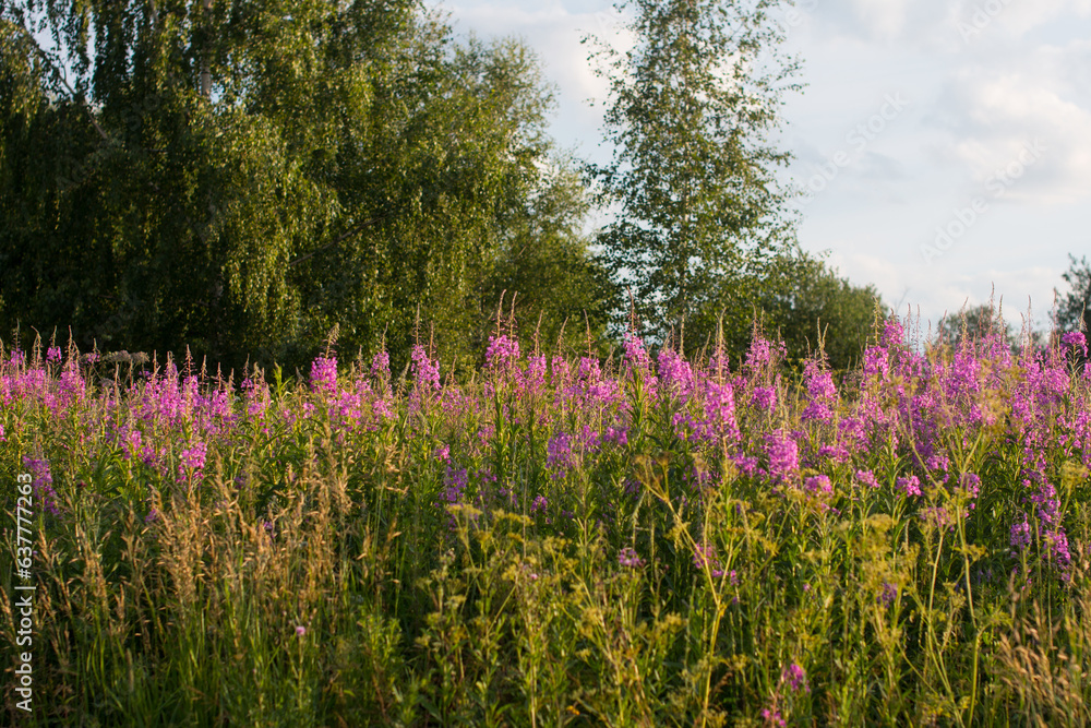 Obraz premium Growing Ivan tea in the field. Meadow flowers used in medicines and in tea