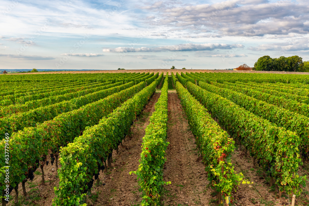 Sunny landscape of vineyards of Saint Emilion, Bordeaux. Wineyards in France. Rows of vine on a grape field. Wine industry. Agriculture and farming concept