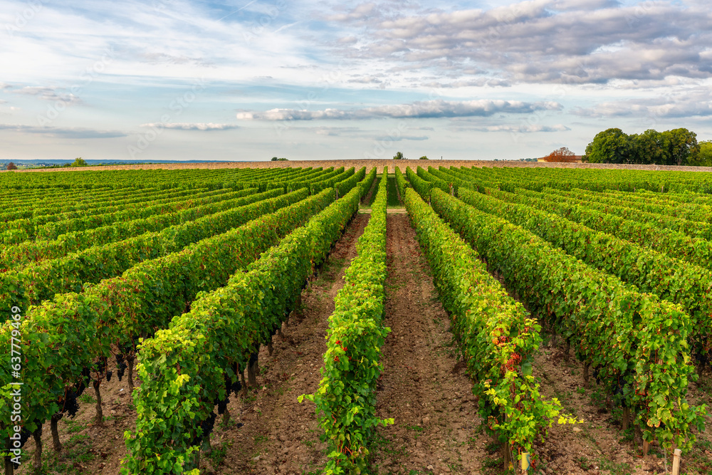 Sunny landscape of vineyards of Saint Emilion, Bordeaux. Wineyards in France. Rows of vine on a grape field. Wine industry. Agriculture and farming concept Sunny landscape of vineyards of Saint Emilion, Bordeaux. Wineyards in France. Rows of vine on a grape field. Wine industry. Agriculture and farming concept