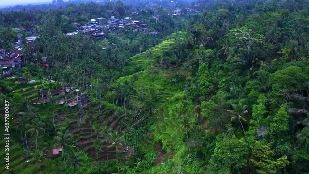 Scenery Of Rice Terraces And Palm Trees At Tegalalang Village Near Ubud, Bali Indonesia. Aerial Drone Shot Scenery Of Rice Terraces And Palm Trees At Tegalalang Village Near Ubud, Bali Indonesia. Aerial Drone Shot