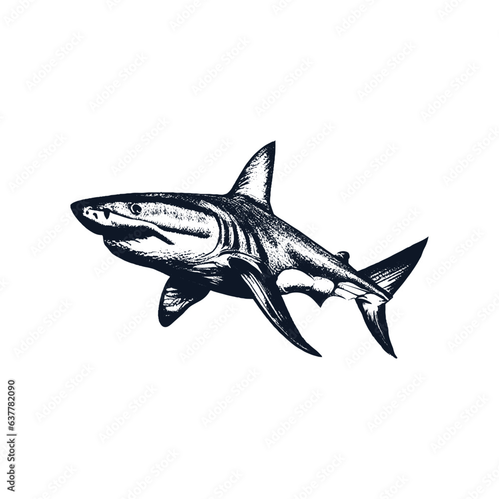 Obraz premium Shark Marine Predator Animal with Fin Hand Drawn Engraving Ink Vector Illustration
