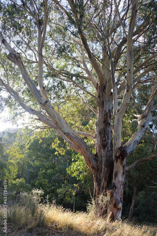 Fototapeta premium Gumtree