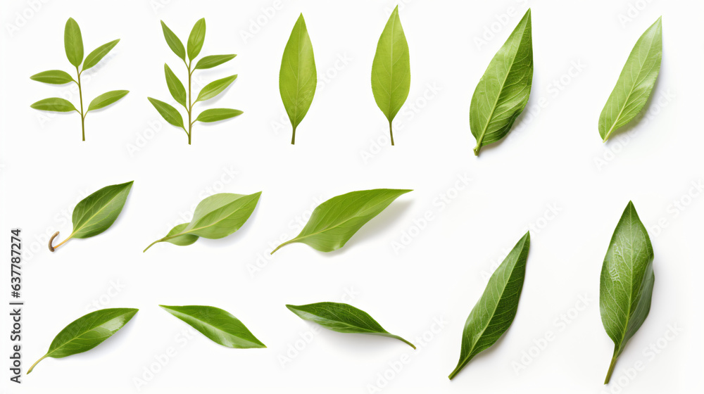 Green tea leaf collection isolated on white background
