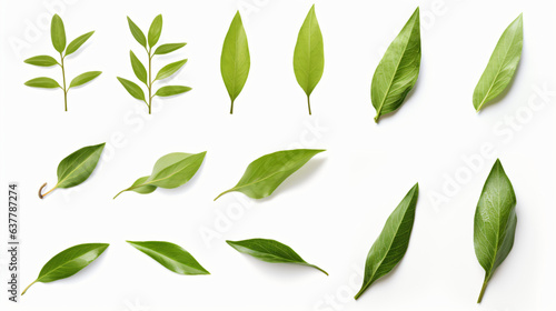 Green tea leaf collection isolated on white background 