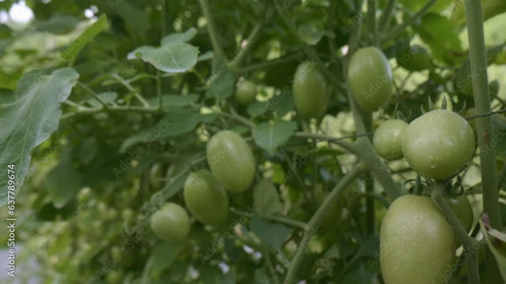 Fresh tomatoes on the tree in the garden. Fresh tomatoes on the tree in the garden.