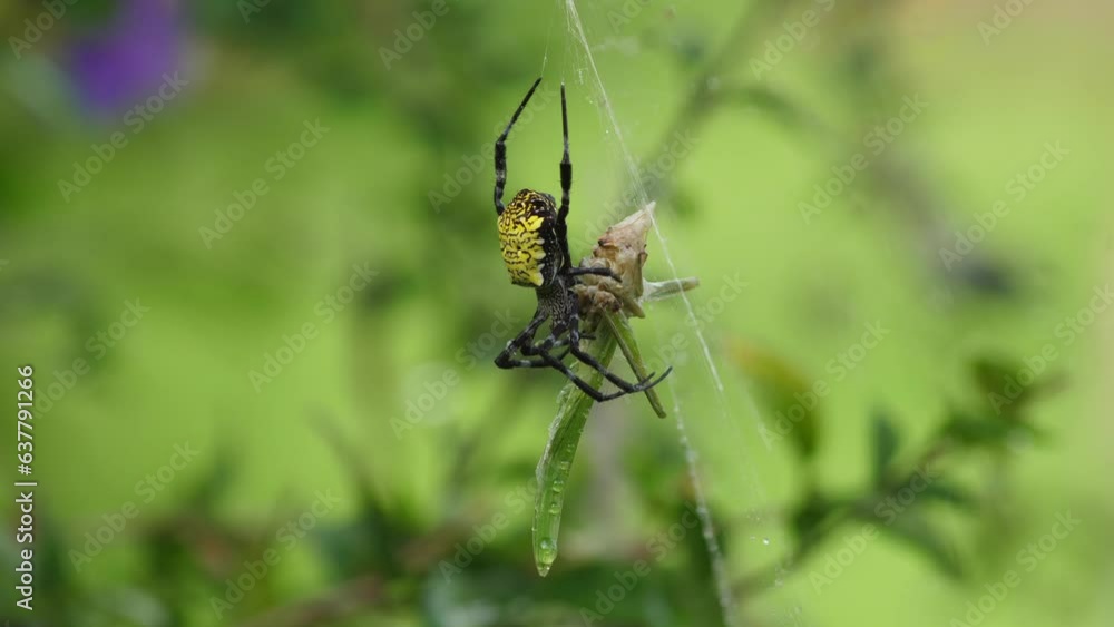 Orb Weaver Spider takes a break from wrapping its prey balanced on its web. Orb Weaver Spider takes a break from wrapping its prey balanced on its web.