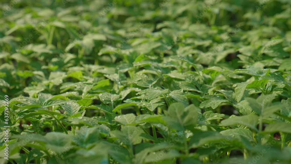 Water the vegetables in the field. Water the vegetables in the field.