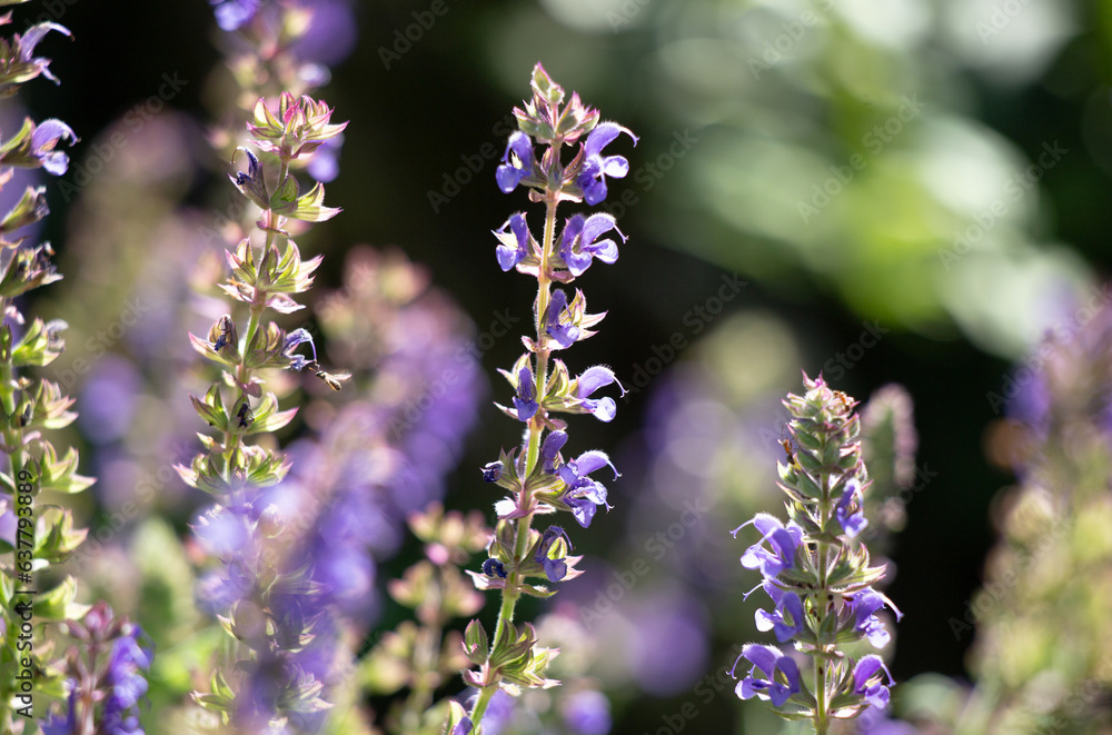 Fototapeta premium summer field flower meadow