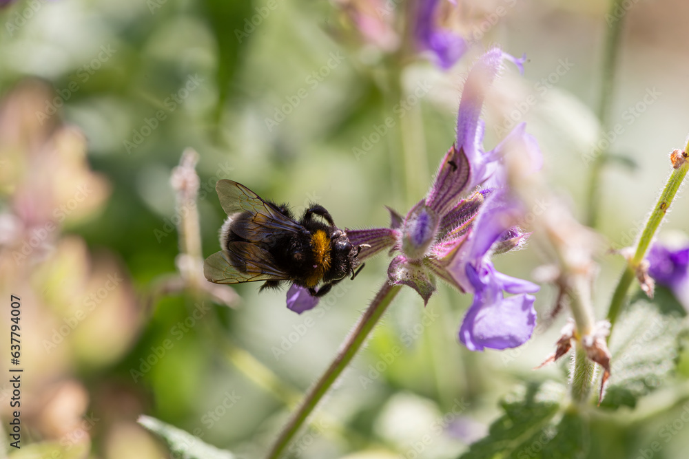bumblee feeding on a sage flower bumblee feeding on a sage flower