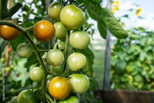A lot of green tomatoes on a bush in a greenhouse. Tomato plants in greenhouse. Green tomatoes plantation. Organic farming  young tomato plants growth in greenhouse.