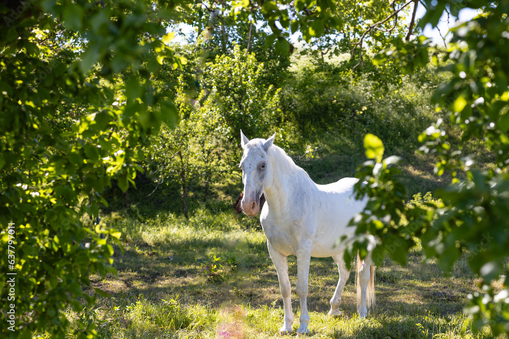 white horse in the bright sun - obrazy, fototapety, plakaty 