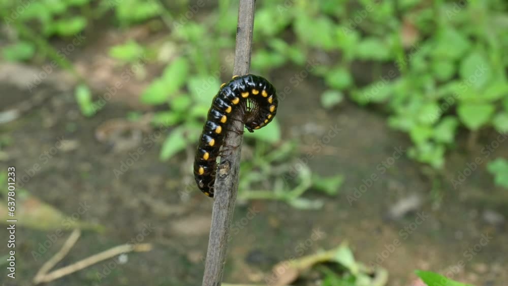 Millipede in rainy season. Big Black Millipedes. It is a spiral insect. It has many legs. These are known scientifically as the class Diplopoda. A rainy insects.
Millipede in rainy season. Big Black Millipedes. It is a spiral insect. It has many legs. These are known scientifically as the class Diplopoda. A rainy insects.
