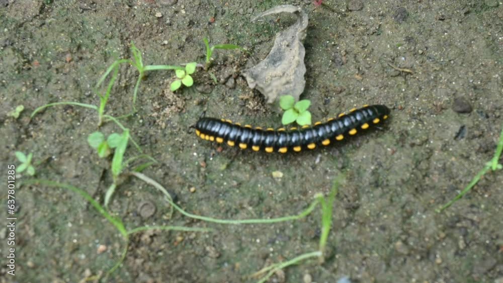 Millipit Insect Millipede in rainy season. Big Black Millipedes. It is a spiral insect ...