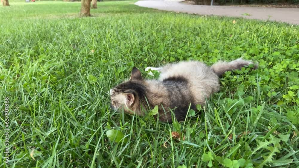 cat plays rolling around in a green meadow cat plays rolling around in a green meadow