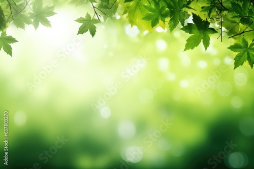 frame from green maple branch leaves and meadow in sunshine