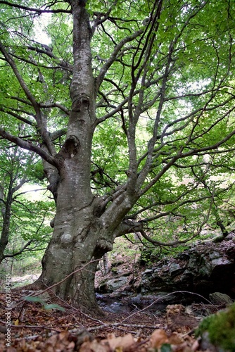 Arbre géant centenaire forêt ancienne hêtre © mathisprod