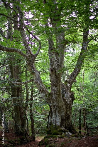 Arbre géant centenaire forêt ancienne hêtre