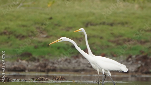 Tiruchirapalli,Tamilnadu, india- 12 august 2023   two Beautiful White Crane Bird's on the lake waiting for fish 