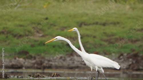 Tiruchirapalli,Tamilnadu, india- 12 august 2023   two Beautiful White Crane Bird's on the lake waiting for fish 