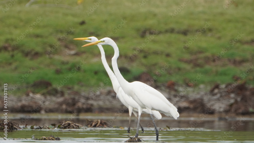 Obraz premium Tiruchirapalli,Tamilnadu, india- 12 august 2023 two Beautiful White Crane Bird's on the lake waiting for fish