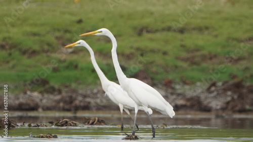 Tiruchirapalli,Tamilnadu, india- 12 august 2023 two White Crane Bird on the lake waiting for fish