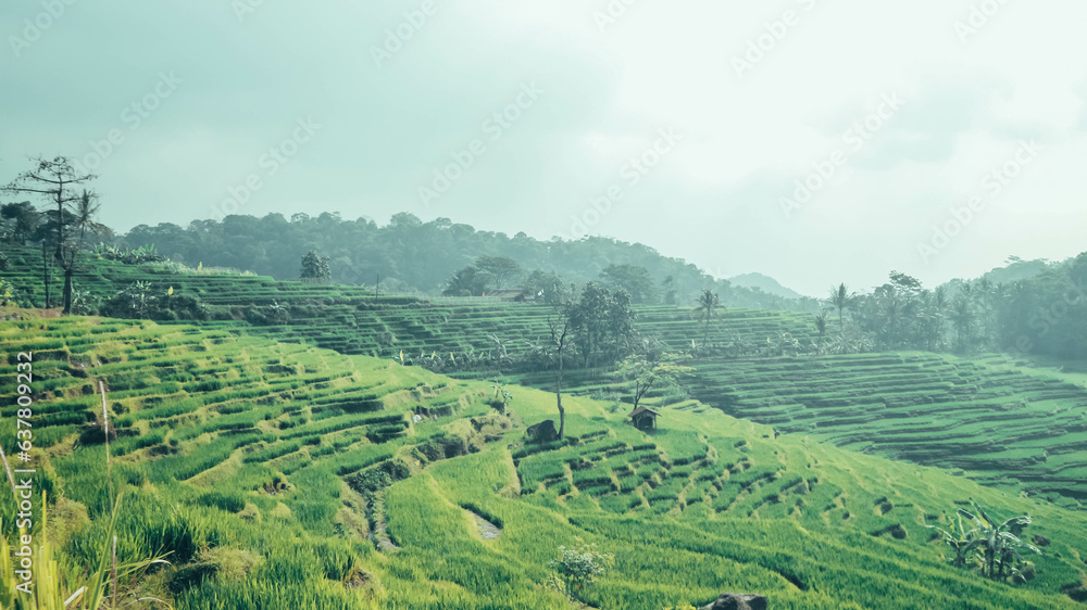 Beautiful views of mountains and terraced rice fields in Indonesia