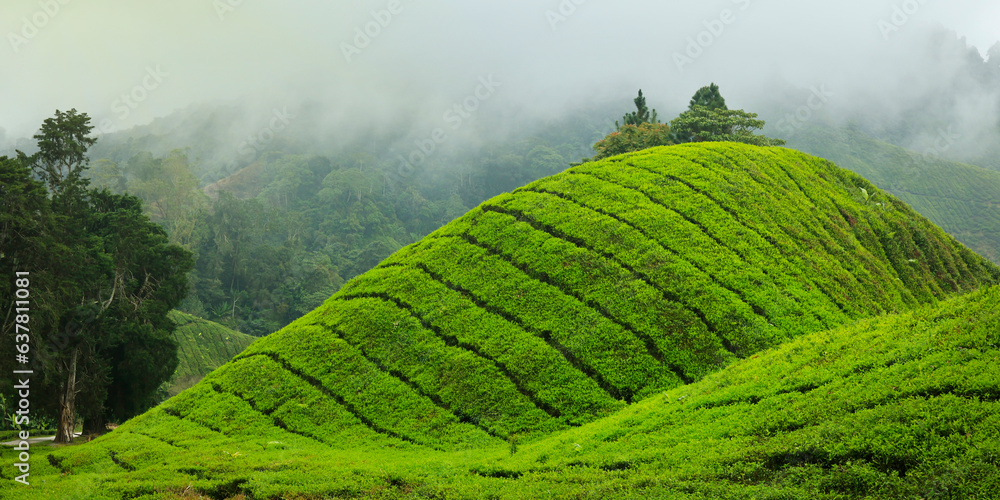 tea plantation at cameron highland,in Malaysia - obrazy, fototapety, plakaty 
