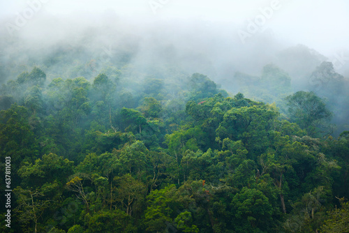 morning mist in the rainforest of Malaysia near Cameron highlands photo