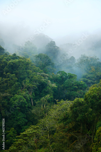 morning mist in the rainforest of Malaysia near Cameron highlands