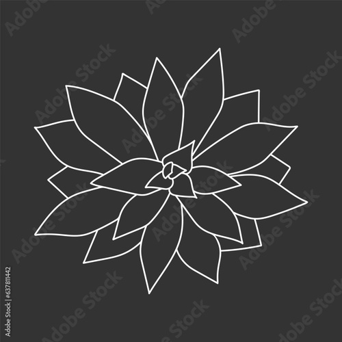 Succulent echeveria in doodle style, vector illustration. Desert flower for print and design. Outline mexican plant, graphic isolated element on chalk board background. Housplant for decor interior
