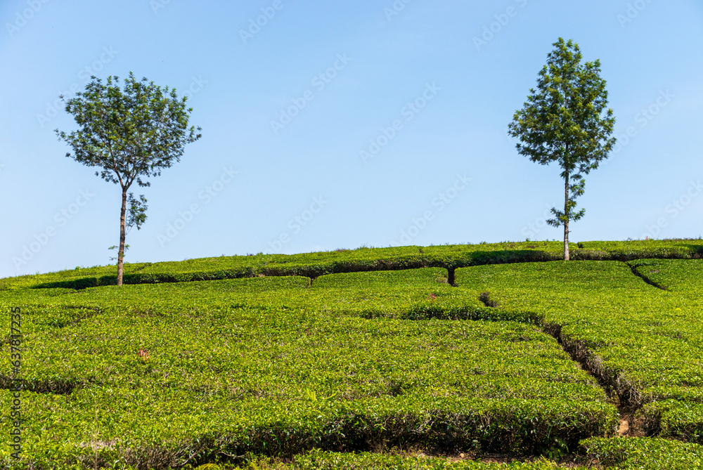 View of tea plantation, after some edits.