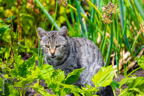 domestic cat on a background of green grass. © Oleg Opryshko