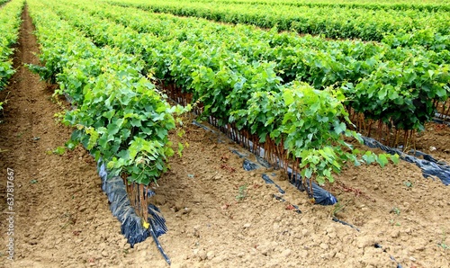 Tableau sur toile Jeunes plants de vigne