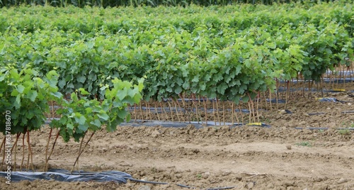 Jeunes plants de vigne photo