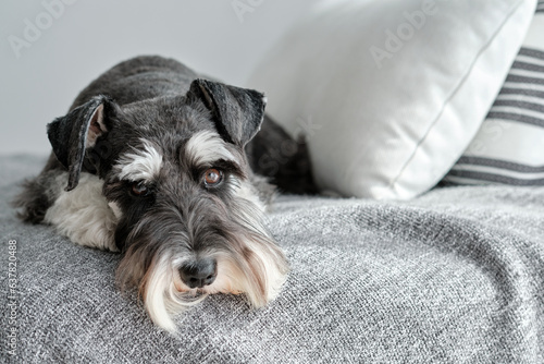 Fotografie Tired fluffy Miniature Schnauzer on soft blanket