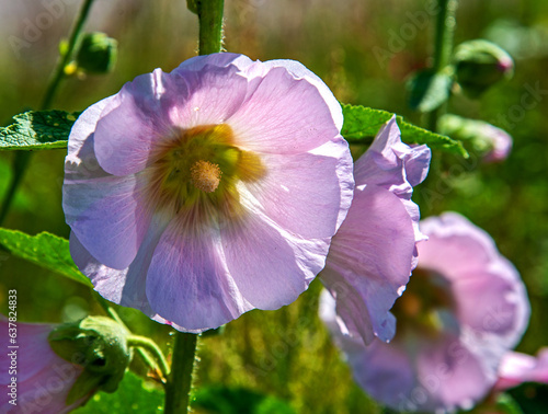 Different colors of inflorescences of ornamental plants called Malwa, commonly grown in home gardens in the city of Bialystok in Podlasie, Poland.