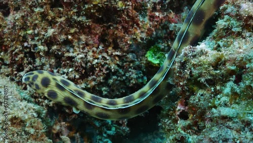 Elegant spotted snake eel searching for prey on the reef.