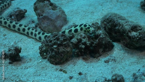 Beautiful spotted snake eel elegantly swimming between the rubbles of the sandy ocean floor.
