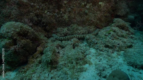 Spotted snake eel carefully searching crevices for prey.
