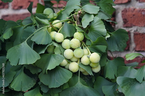 
Fruits of Ginkgo biloba, known as ginkgo, also spelled gingko or as the maidenhair tree. Ginkgoaceae family.

 photo