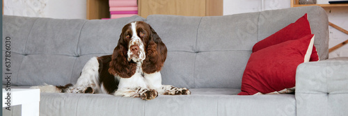 Purebred, calm dog, english springer spaniel with white brown fur, calmly lying on couch at home and looking at camera. Concept of domestic animal, pet, care, friend, coziness, vet, ad